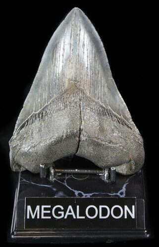 Fossil Megalodon Tooth - South Carolina #38736